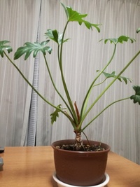 100均で買った植物が成長してきたので 夏に画像のような鉢に植え替えました Yahoo 知恵袋