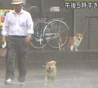 台風豪雨の中 お散歩の柴を見るコーギーは何を思ったでしょう Yahoo 知恵袋