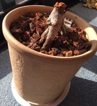 このガジュマル復活できますか 冬なので 室内で毎日日光 Yahoo 知恵袋