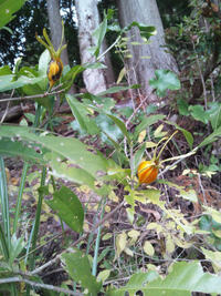 八重のクチナシは 実がつかないのですか クチナシに限った話では Yahoo 知恵袋