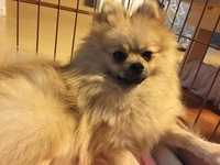 もうすぐ1歳になるポメラニアンを飼っています 赤ちゃんの時 Yahoo 知恵袋