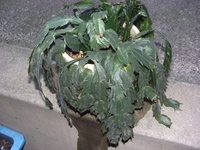 シャコバサボテンの蕾が落ちる 知人からもらったシャコ Yahoo 知恵袋