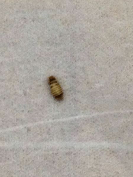 この虫はなんという虫ですか 部屋の壁にくっついていたのです Yahoo 知恵袋
