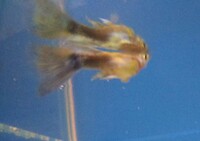 金魚のしっぽに水ぶくれのような物が出来ました 何かの病気で Yahoo 知恵袋