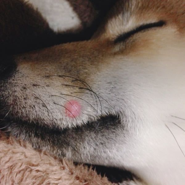 生後6ヶ月ほどの柴犬を飼っています 口元にピンク色のイボのようなもの Yahoo 知恵袋