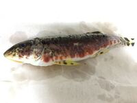 この魚はなんという魚ですか オレンジのヒゲのようなものが二本生えてい Yahoo 知恵袋