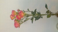 昨日花屋で可愛らしいバラの切り花があったので 1本だけ買い メネ Yahoo 知恵袋