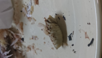 魚の口の中から 今日鯛の塩焼きをしたんですけど 食べてる最中鯛の口の中に 白い Yahoo 知恵袋