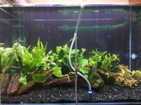 小型のポリプテルスとブラックファントムテトラは混泳できますか また もしできる Yahoo 知恵袋