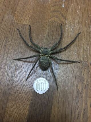 ものすごく大きい蜘蛛を見つけたのですが これはアシダカグモですか 蜘 Yahoo 知恵袋