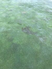 今日芝生をみたら黒い箇所が何点も これは病気なんでしょうか ここ最近 Yahoo 知恵袋