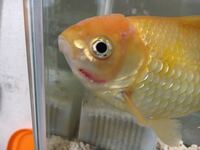 金魚のエラが赤いのですが病気でしょうか 飼っている金魚が一匹だけ片 Yahoo 知恵袋