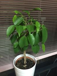 こちらの観葉植物を先日購入しました 名前を失念してしまったので どな Yahoo 知恵袋