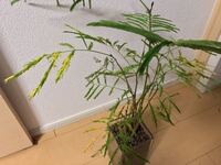 穴空き鉢でのハイドロカルチャーはおかしくないでしょうか 先日知人 Yahoo 知恵袋