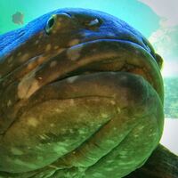 この魚の名前を教えてください 葛西臨海公園にいた1メートルくらいある Yahoo 知恵袋