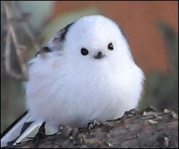 白い鳥と言えば何を思いつきますか？ - 白鳥シマエナガ白十姉妹白文鳥