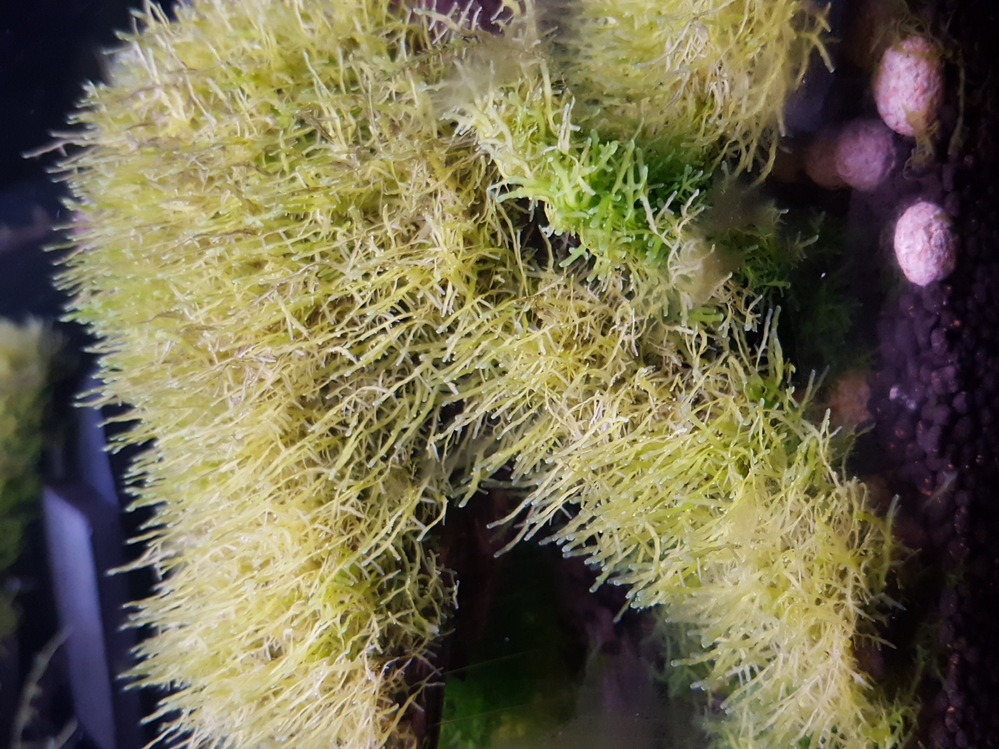 私が育てている水草のプレミアムモスがこのような成長を見せてい
