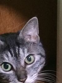猫好きの方に質問です 猫の目は瞳孔が大きい 開いている Yahoo 知恵袋
