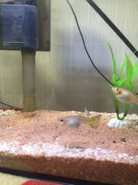 グッピー2ペアを飼育して3ヶ月たちましたが まだ出産しません Yahoo 知恵袋