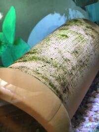 金魚水槽の土管に苔がすごいです プレコがいますが食べません Yahoo 知恵袋