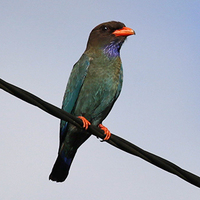 画像の野鳥の名前を教えてください 全体的にブルー系で くちばしの Yahoo 知恵袋