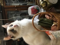 猫のラグドールについて ラグドールを実際飼っている方にお尋ねします 申し Yahoo 知恵袋