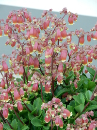 この花の名前を教えて下さい カランコエエンゼルランプウェンディです Yahoo 知恵袋