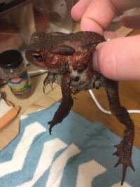 私 イエアメガエルを飼育しております イエアメガエルは初めて飼うの Yahoo 知恵袋