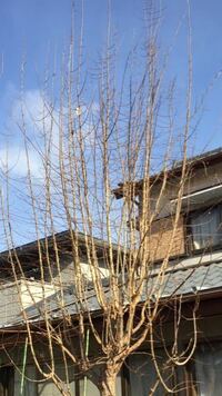 イチョウの剪定について 昨年末 落葉したイチョウ 約3m 樹齢 Yahoo 知恵袋