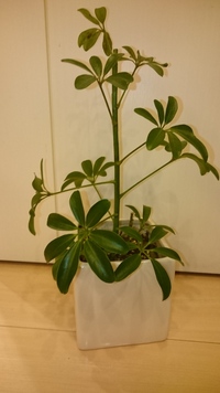 先日も質問したのですが カポックシェフレラの育て方についてです シェフレラ Yahoo 知恵袋