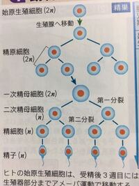 高校生物についてです 下の画像は始原生殖細胞から出来た精原細胞は1部 Yahoo 知恵袋