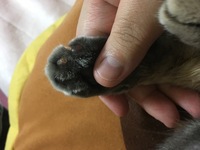 至急お願いします 猫の肉球に傷が付いてしまいました 完全室内飼い Yahoo 知恵袋