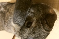 うさぎの目ににきびみたいなのできました これは一体なんでしょう 麦粒 Yahoo 知恵袋