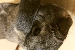 うさぎの目ににきびみたいなのできました これは一体なんでしょう 麦粒 Yahoo 知恵袋