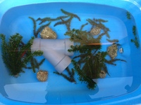 睡蓮ビオトープの金魚飼育について 大きめの睡蓮鉢に金魚を3匹入れて飼育を始 Yahoo 知恵袋