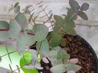 家の南面にユーカリを植えています リビングの前面にテラスがあり Yahoo 知恵袋