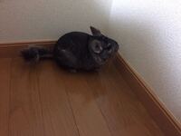 この動物は何ですか 朝起きたらベランダにいました Yahoo 知恵袋