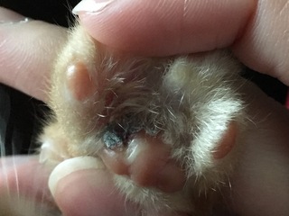 うちの猫の肉球が高く石みたいになってますこれはなんかの病気なんで Yahoo 知恵袋