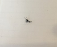 ん ライオン にゃー 歌詞 あー すべ キング