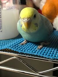 インコが静か 二週間前に買った手乗りのセキセイインコさんが Yahoo 知恵袋