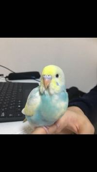 セキセイインコのヒナが ほっぺたの毛をふくらませてピュロロロ鳴く Yahoo 知恵袋