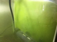 シュリンプ水槽でアマゾニアノーマル パウダーで立ち上げ中です ガラスの壁面 Yahoo 知恵袋