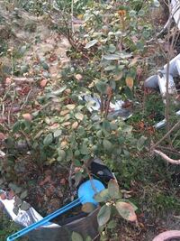 サザンハイブリッシュ系の大実のブルーベリーを育てていて 花芽の7割位を摘ん Yahoo 知恵袋