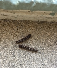何の幼虫でしょうか 黒い小さな幼虫が沢山いました 畑の近くのコンクリート Yahoo 知恵袋