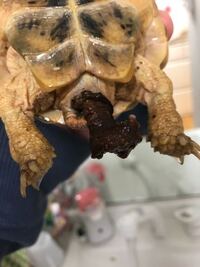 ギリシャリクガメの大きさと生後について ショップで購入した甲長4 5 Yahoo 知恵袋