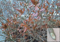 樹齢10年くらいの霧島ﾂﾂｼﾞが この冬写真のように葉の色が赤茶 Yahoo 知恵袋