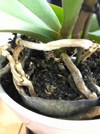 胡蝶蘭の植え替え５株に必要な水苔の量は 胡蝶蘭の植え替え Yahoo 知恵袋