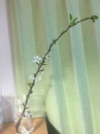 最近 桜の枝をもらいました 水に浸けていたら 根が出てきたのですがこの Yahoo 知恵袋
