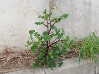 雑草の名前を教えてください 道端でよく見かけます タンポポの一種 Yahoo 知恵袋