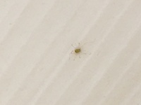 フローリングに小さい虫 フローリングに1mmにも満たない茶色い虫や透明な虫 Yahoo 知恵袋